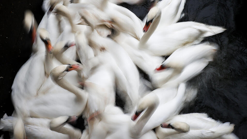 Besonders wild lebende Wasservögel wie Schwäne, Gänse und Enten sind von der Geflügelpest betroffen. Aber auch bei Hausgeflügel, wie etwa bei Hühnern, Puten und Fasanen, kann die Geflügelpest rasch zum Tod führen. Besonders wild lebende Wasservögel wie Schwäne, Gänse und Enten sind von der Geflügelpest betroffen. Aber auch bei Hausgeflügel, wie etwa bei Hühnern, Puten und Fasanen, kann die Geflügelpest rasch zum Tod führen.