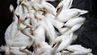 Besonders wild lebende Wasservögel wie Schwäne, Gänse und Enten sind von der Geflügelpest betroffen. Aber auch bei Hausgeflügel, wie etwa bei Hühnern, Puten und Fasanen, kann die Geflügelpest rasch zum Tod führen. Besonders wild lebende Wasservögel wie Schwäne, Gänse und Enten sind von der Geflügelpest betroffen. Aber auch bei Hausgeflügel, wie etwa bei Hühnern, Puten und Fasanen, kann die Geflügelpest rasch zum Tod führen.