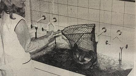 Der Handel war für den Ansturm auf die Karpfen gerüstet. Der Handel war für den Ansturm auf die Karpfen gerüstet.