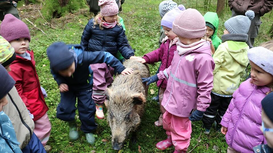 Ein echtes Wildschwein wäre so gar kein Streichelobjekt. Ein echtes Wildschwein wäre so gar kein Streichelobjekt.