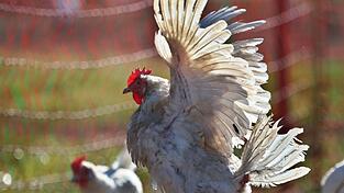 Sechs Hühner wurden in Regensburg auf einem Parkplatz zurückgelassen. (Symbolbild) Sechs Hühner wurden in Regensburg auf einem Parkplatz zurückgelassen. (Symbolbild)