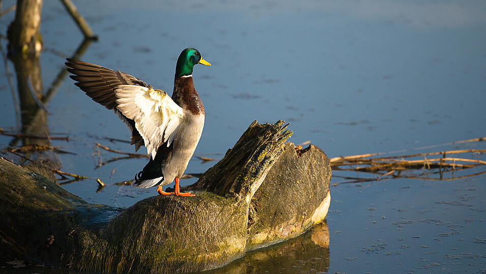 Platz 6: Martina Wollinger