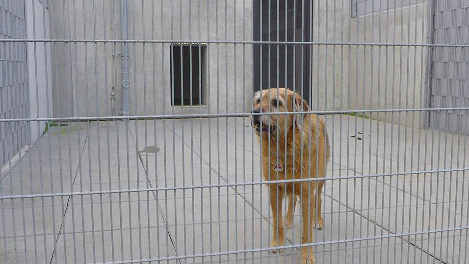 Endstation Tierheim: Anhand der Rasse lässt sich wenig über die Gefährlichkeit eines Hundes sagen, erklären Experten. (Symbolbild) Endstation Tierheim: Anhand der Rasse lässt sich wenig über die Gefährlichkeit eines Hundes sagen, erklären Experten. (Symbolbild)