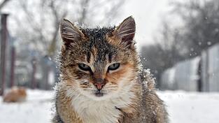Freigänger sollten auch im Winter raus dürfen. Freigänger sollten auch im Winter raus dürfen.