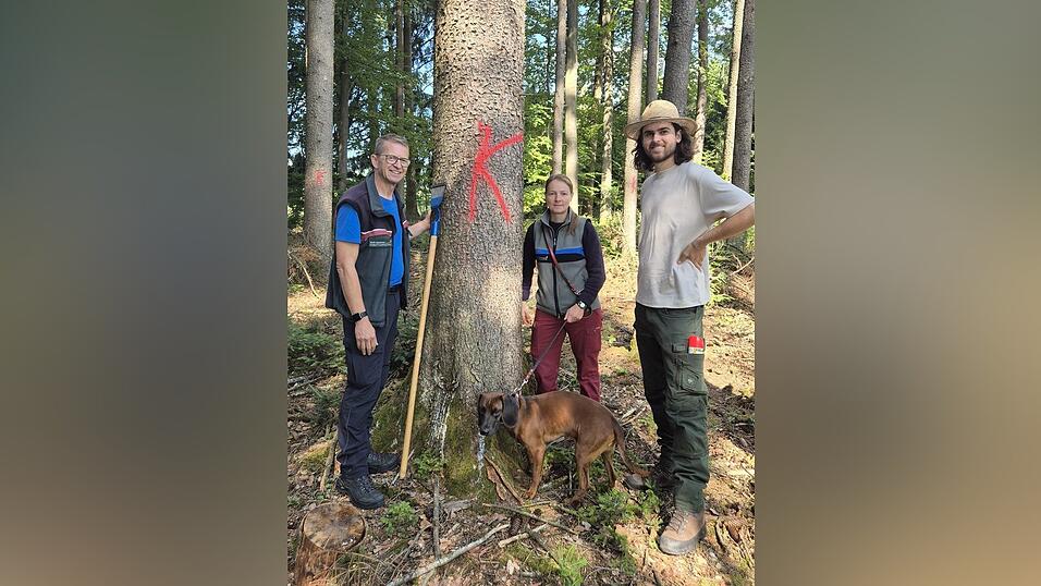 Dem Borkenkäfer auf der Spur: Klaus Stögbauer, Leiter der Forstverwaltung Deggendorf-Straubing, Viktoria Riedle, Revierleiterin Forstgebiet Mitterfels mit Hund Aaron, und Tim Loibl, Förster und Borkenkäferexperte. Dem Borkenkäfer auf der Spur: Klaus Stögbauer, Leiter der Forstverwaltung Deggendorf-Straubing, Viktoria Riedle, Revierleiterin Forstgebiet Mitterfels mit Hund Aaron, und Tim Loibl, Förster und Borkenkäferexperte.