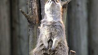 Die Tiere h&auml;tten in einer selbstgegrabenen H&ouml;hle geschlafen und seien offenbar nachts vom Erdreich versch&uuml;ttet worden, teilte die Leitung des Zoos am Freitag mit. (Symbolbild)