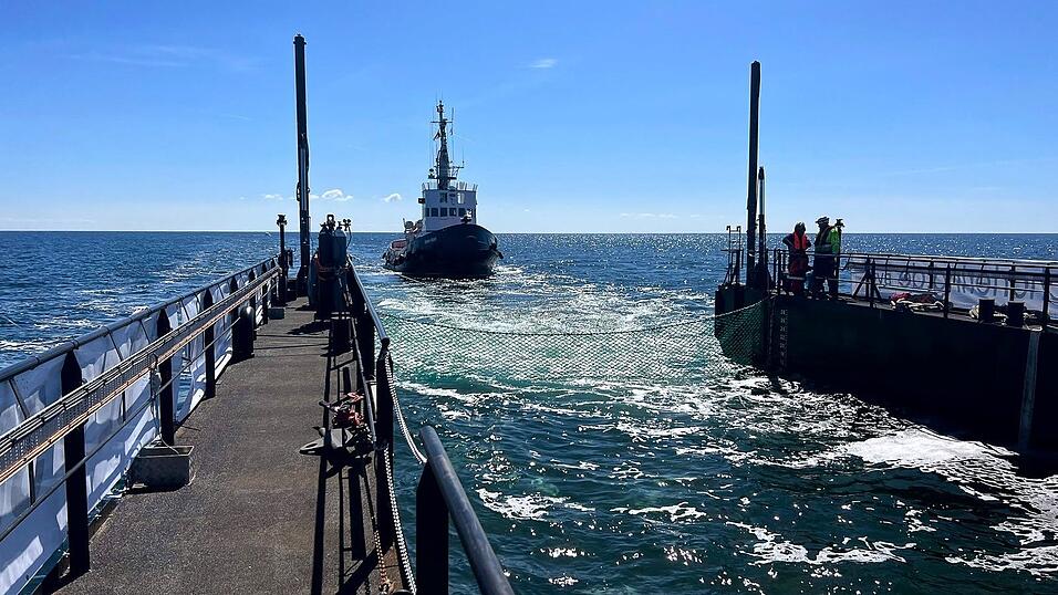 Dieses von der Rettungsinitiative zur Verf&uuml;gung gestellte Foto zeigt den Schlepper hinter einem gefluteten Lastschiff mit dem Buckelwal in der Ostsee.