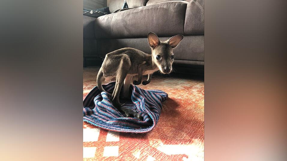 So kam Känguru Wyuna zu Anja Eichler. So kam Känguru Wyuna zu Anja Eichler.