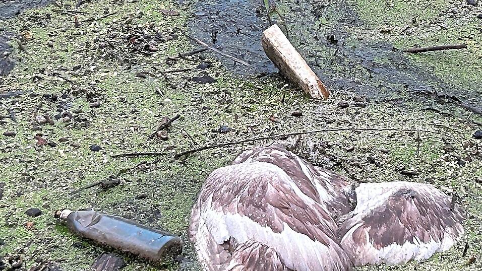 Inmitten von Schlamm und Unrat trieb ein verendeter Jungschwan an einem Wehr der Alten Donau bei Arbing.