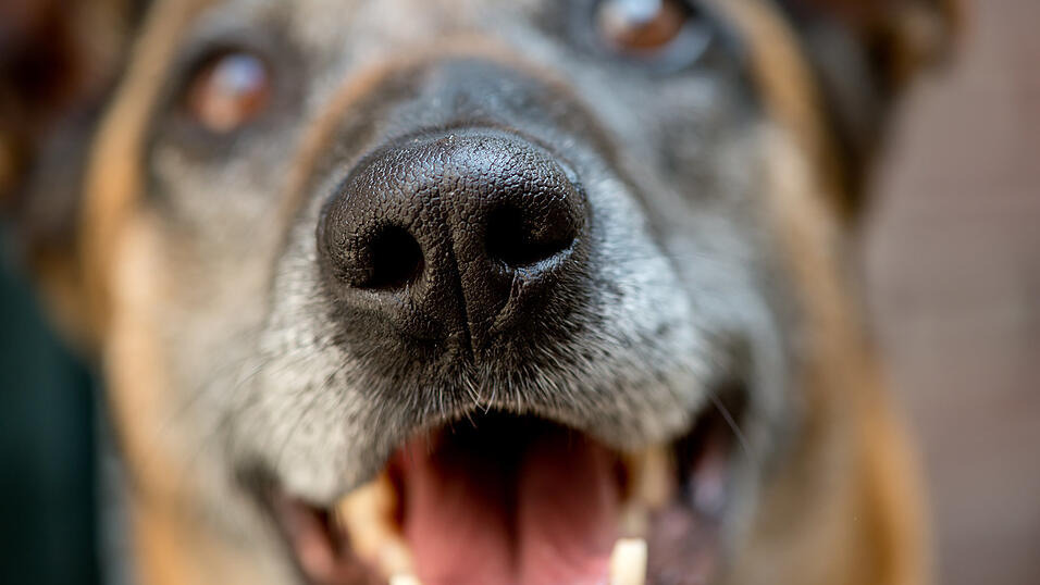 Hunde haben 20-mal so viele Riechzellen wie der Mensch. Aufgrund der komplexeren Verschaltung im Gehirn können sie sogar millionenfach sensitiver riechen als wir. Hunde haben 20-mal so viele Riechzellen wie der Mensch. Aufgrund der komplexeren Verschaltung im Gehirn können sie sogar millionenfach sensitiver riechen als wir.