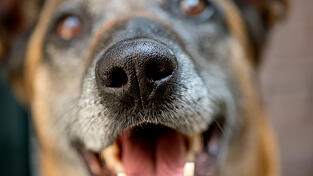 Hunde haben 20-mal so viele Riechzellen wie der Mensch. Aufgrund der komplexeren Verschaltung im Gehirn k&ouml;nnen sie sogar millionenfach sensitiver riechen als wir.