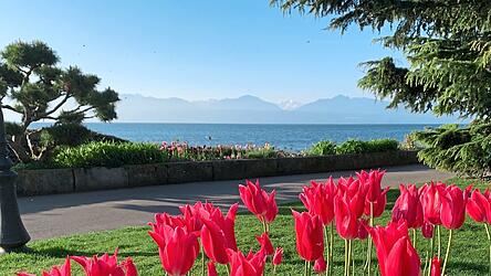 Von März bis Mai wird in Morges das Tulpenfest gefeiert. Im 'Parc de l'Indépendance' und an der Uferpromenade des Genfersees blühen die Frühlingsboten.