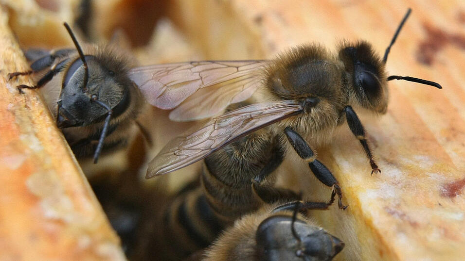 Nachdem im Bereich von T&uuml;rkenfeld (Gemeinde Hohenthann) in einem Bienenvolk die sogenannte Amerikanische Faulbrut ausgebrochen ist, hat das Landratsamt Landshut dort einen Sperrbezirk ausgewiesen. (Symbolbild)