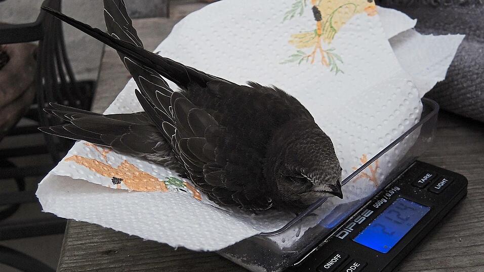 21 Gramm bringt &bdquo;Fly&ldquo; bei seiner Ankunft bei Ramona auf die Waage. Viel zu wenig! Erwachsene V&ouml;gel wiegen etwa das Doppelte.