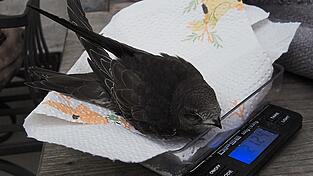 21 Gramm bringt „Fly“ bei seiner Ankunft bei Ramona auf die Waage. Viel zu wenig! Erwachsene Vögel wiegen etwa das Doppelte.