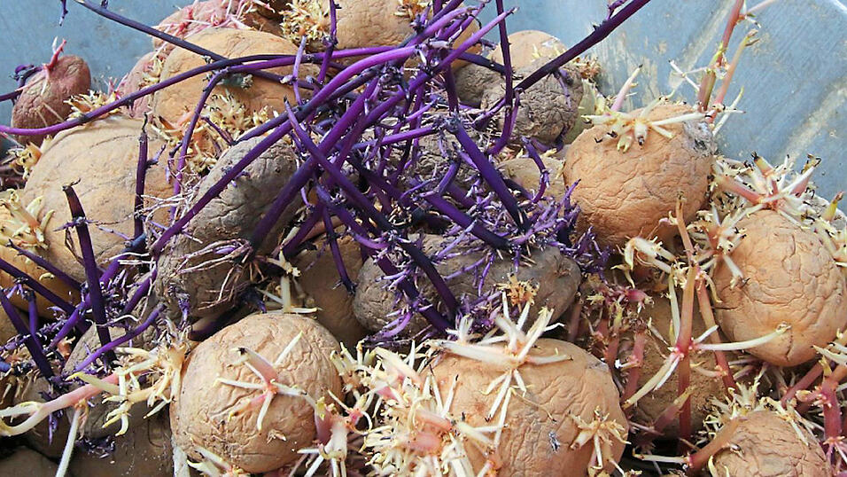 Wenn Kartoffeln so stark ausgekeimt sind, landen sie sicherlich nicht mehr im Kochtopf. Durch den Keimvorgang verlieren die Kartoffeln viel Wasser, sind schrumpelig und deshalb schlecht zu schälen. Wenn Kartoffeln so stark ausgekeimt sind, landen sie sicherlich nicht mehr im Kochtopf. Durch den Keimvorgang verlieren die Kartoffeln viel Wasser, sind schrumpelig und deshalb schlecht zu schälen.
