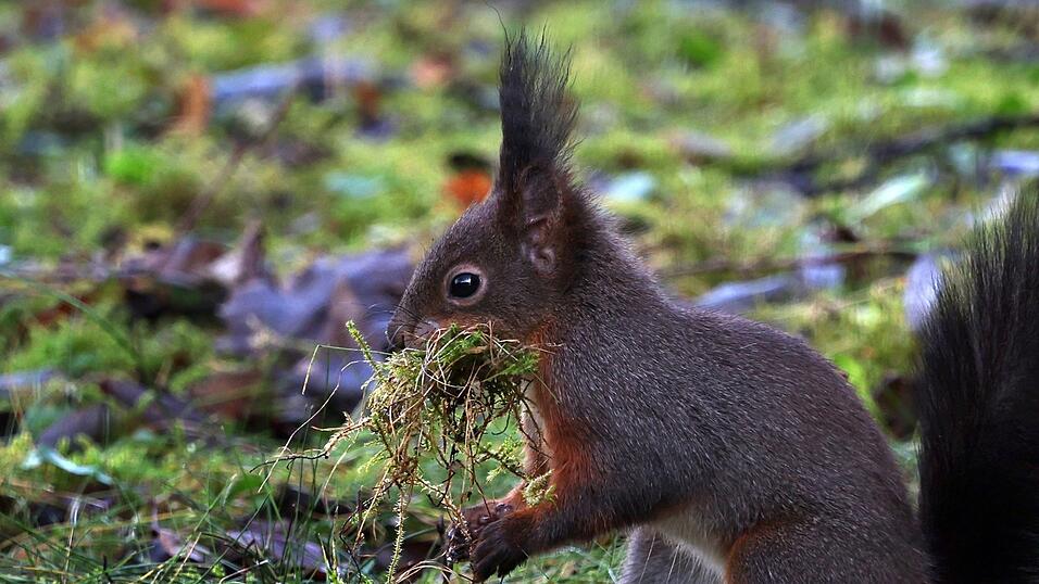 Eichh&ouml;rnchen mit dunkleren Fell sind tendenziell h&auml;ufiger in Regensburg oder Cham zu beobachten.