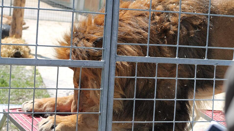 Martin Lacey erklärt den Besuchern des Krone-Zoos, wie er mit den Löwen trainiert. Als Belohnung erhalten die Löwen ein Stück Fleisch, das Lacey ihnen mit einem Stock hinhält. Martin Lacey erklärt den Besuchern des Krone-Zoos, wie er mit den Löwen trainiert. Als Belohnung erhalten die Löwen ein Stück Fleisch, das Lacey ihnen mit einem Stock hinhält.