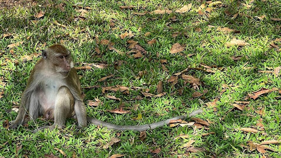 Thailändische Behörden haben Dutzende Affen befreit. (Archivbild) Thailändische Behörden haben Dutzende Affen befreit. (Archivbild)