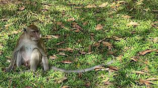 Thailändische Behörden haben Dutzende Affen befreit. (Archivbild) Thailändische Behörden haben Dutzende Affen befreit. (Archivbild)