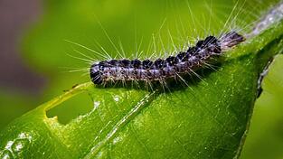 Ein Eichenprozessionsspinner auf löcherfressender Mission.