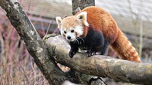 Der Rote Panda namens Yoko soll im M&uuml;nchner Tierpark Hellabrunn f&uuml;r Nachwuchs sorgen.