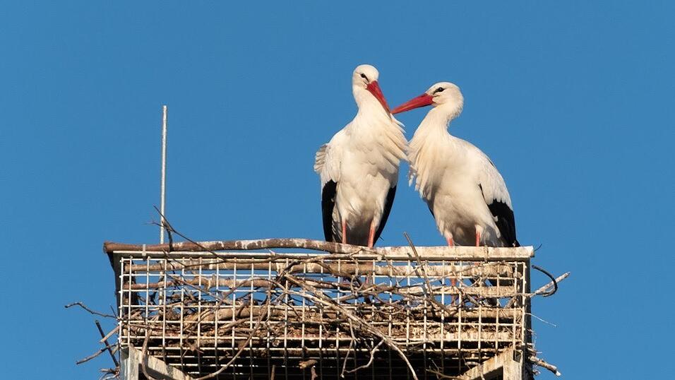 K&uuml;rzlich war bereits der Storch Franz gesichtet worden, nun ist auch seine Sissi wieder im Horst der Brauerei.