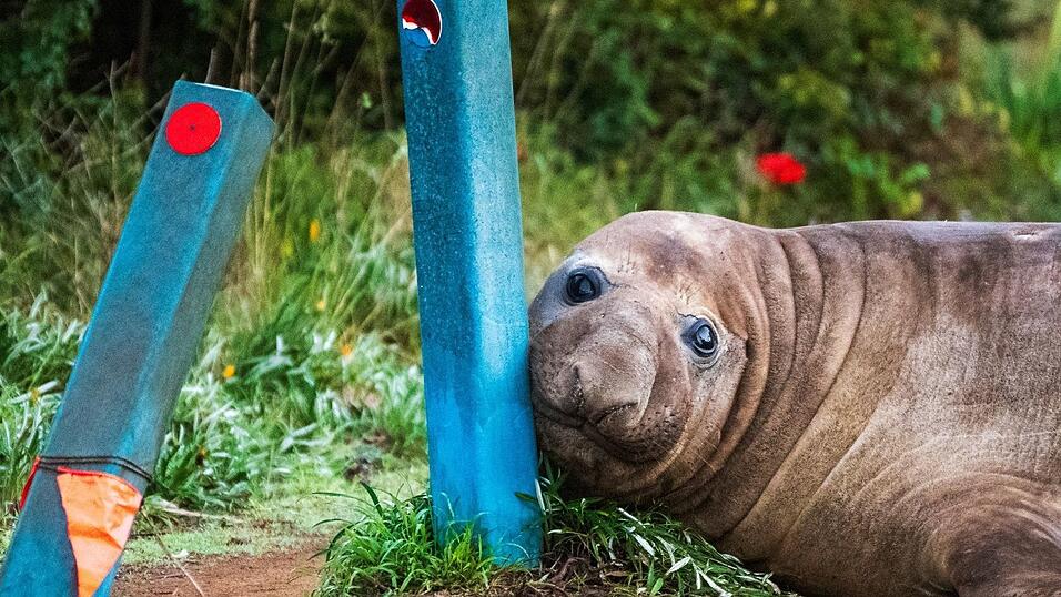 «Neil the Seal» ist in Australien ein Internet-Liebling. «Neil the Seal» ist in Australien ein Internet-Liebling.