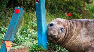 &laquo;Neil the Seal&raquo; ist in Australien ein Internet-Liebling.