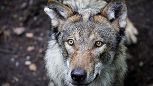 Vor dem Angriff auf eine Frau in Hamburg-Altona streifte der Wolf durch den Westen Hamburgs. (Symbolbild)