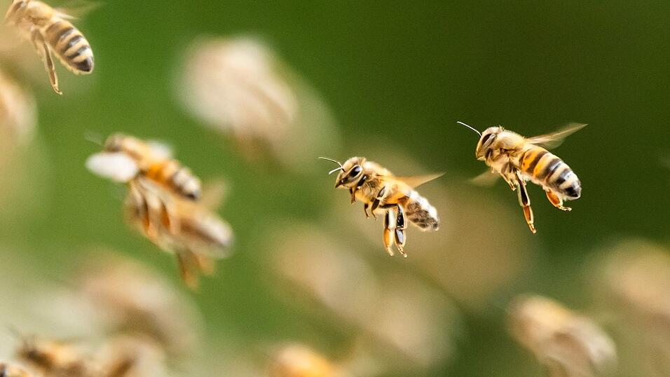 Bienenalarm an einem italienischen Strand. (Symbolbild) Bienenalarm an einem italienischen Strand. (Symbolbild)
