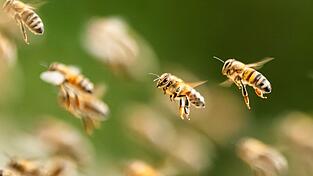 Bienenalarm an einem italienischen Strand. (Symbolbild) Bienenalarm an einem italienischen Strand. (Symbolbild)