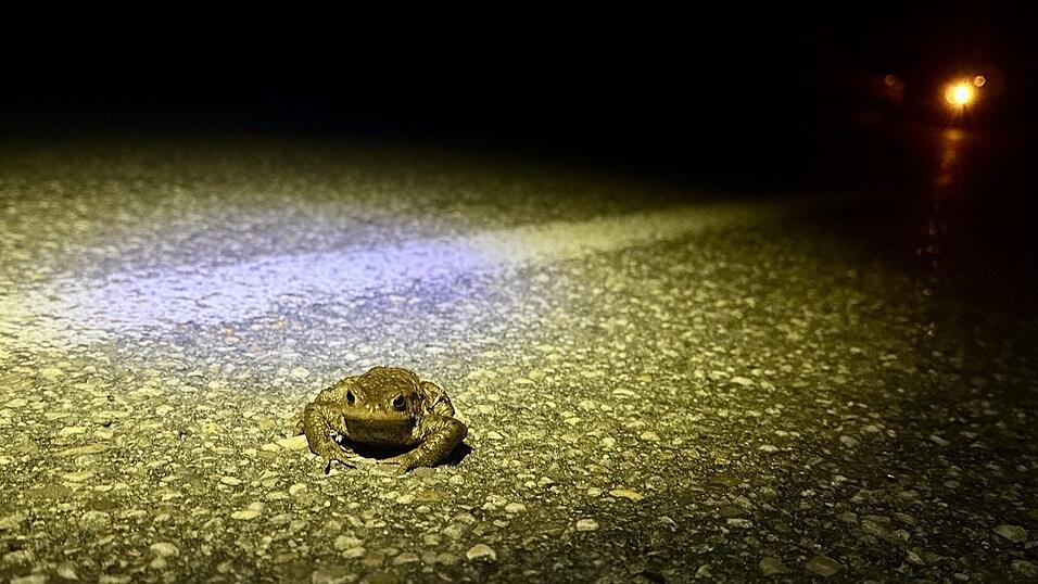 Wenn Kröten auf Wanderschaft zum Laichgewässer Straßen überqueren müssen, geraten sie in große Gefahr. Rücksichtslose Autofahrer beklagt LBV-Kreisvorsitzende Bettina Schröfl: Selbst warnendes Winken von Helfern werde von ihnen bisweilen ignoriert, und die Tiere werden überfahren. - Dass aber sogar noch ein Krötenzaun entwendet wird, das hatte es bisher nicht gegeben.