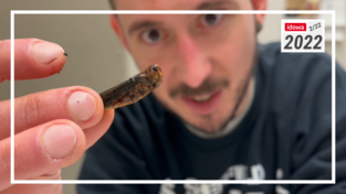 Auge in Auge mit der Heuschrecke – wie viel Schrecken steckt wirklich im Essen von Insekten? Max hat den Versuch gemacht.