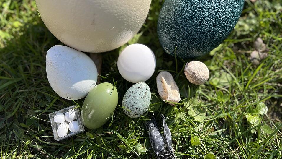 Vom Strau&szlig;en- bis zum Katzenhai-Ei: in der Sammlung des Straubinger Tiergartens finden sich Eier verschiedenster Formen und Farben.