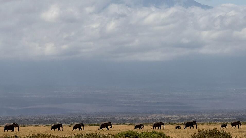 Tourismus ist für Kenia eine wichtige Einnahmequelle - und die Hoffnung auf die Sichtung von Elefanten vor dem Hintergrund des Kilimanjaro ein Anziehungspunkt für viele Safari-Touristen. (Archivbild) Tourismus ist für Kenia eine wichtige Einnahmequelle - und die Hoffnung auf die Sichtung von Elefanten vor dem Hintergrund des Kilimanjaro ein Anziehungspunkt für viele Safari-Touristen. (Archivbild)
