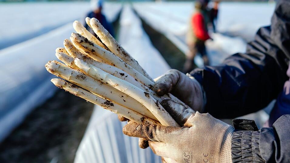 Bei 150 Erntehelfern aus Polen, Rumänien oder Bulgarien soll sich der Unternehmer durch eine Masche Sozialabgaben in Millionen-Höhe gespart haben. (Symbolfoto) Bei 150 Erntehelfern aus Polen, Rumänien oder Bulgarien soll sich der Unternehmer durch eine Masche Sozialabgaben in Millionen-Höhe gespart haben. (Symbolfoto)