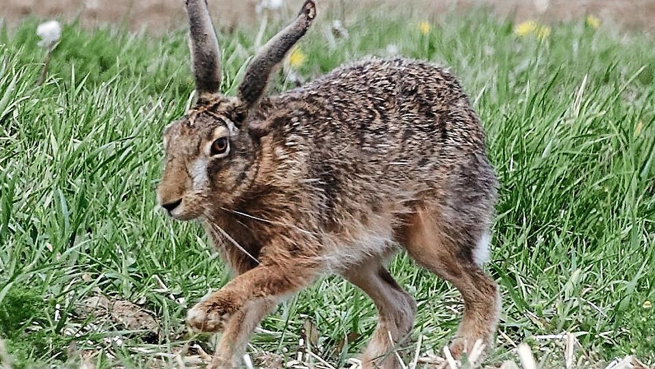 Nicht nur zu Ostern, sondern auch in der literarischen Welt hat Meister Lampe einen festen Stellenwert.
