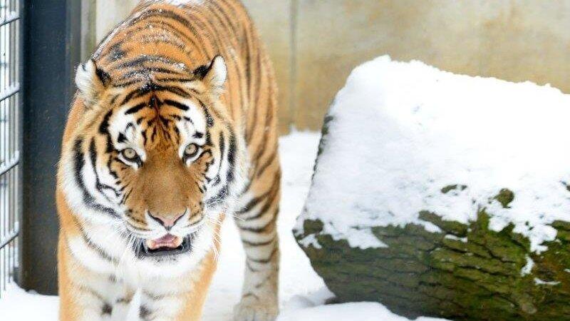 Auch die Tiere vermissen die Besucher, sagt der Straubinger Zoodirektor Wolfgang Peter.