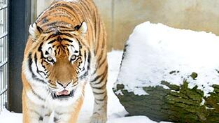 Auch die Tiere vermissen die Besucher, sagt der Straubinger Zoodirektor Wolfgang Peter.