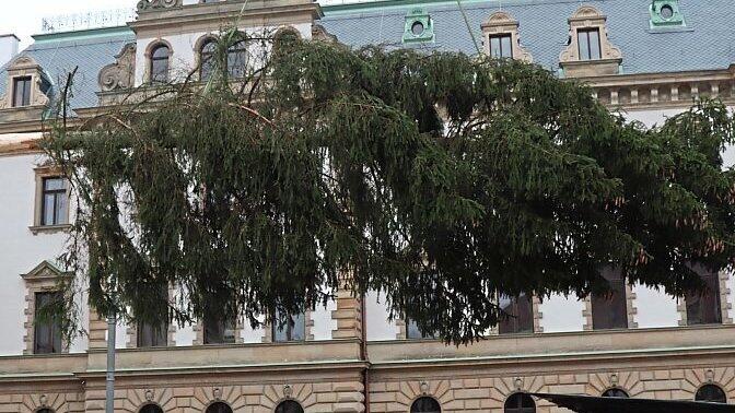 An einem Kran schwebte der Christbaum nach unten. An einem Kran schwebte der Christbaum nach unten.
