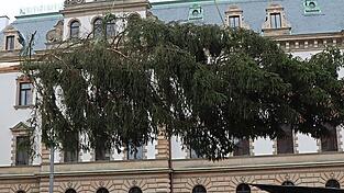 An einem Kran schwebte der Christbaum nach unten.