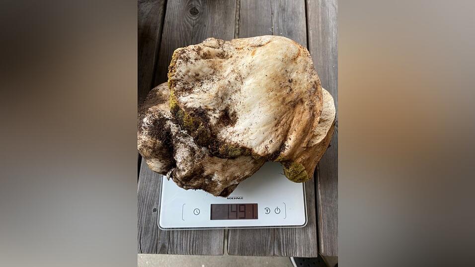 Diesen wirklich prächtigen Steinpilz hat unsere Leserin Gabriele Zeidler zwischen Neukirchen und Sankt Englmar gefunden. Ihr Kommentar dazu: 'Total fest und gut!' Diesen wirklich prächtigen Steinpilz hat unsere Leserin Gabriele Zeidler zwischen Neukirchen und Sankt Englmar gefunden. Ihr Kommentar dazu: 'Total fest und gut!'