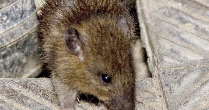 After rat infestation: Regensburg district office rejects accusation