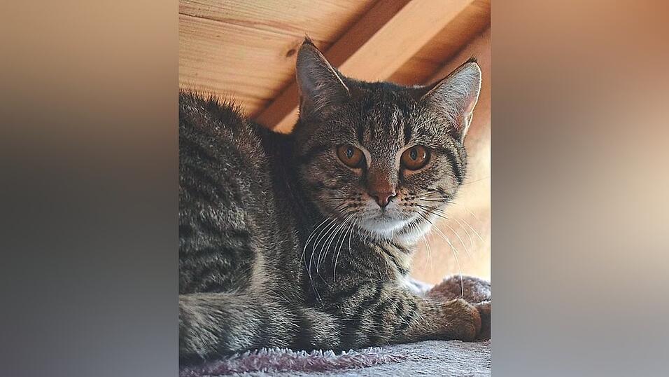 Sie wurde beim Umzug zurückgelassen: Katze Evi. Sie wurde beim Umzug zurückgelassen: Katze Evi.