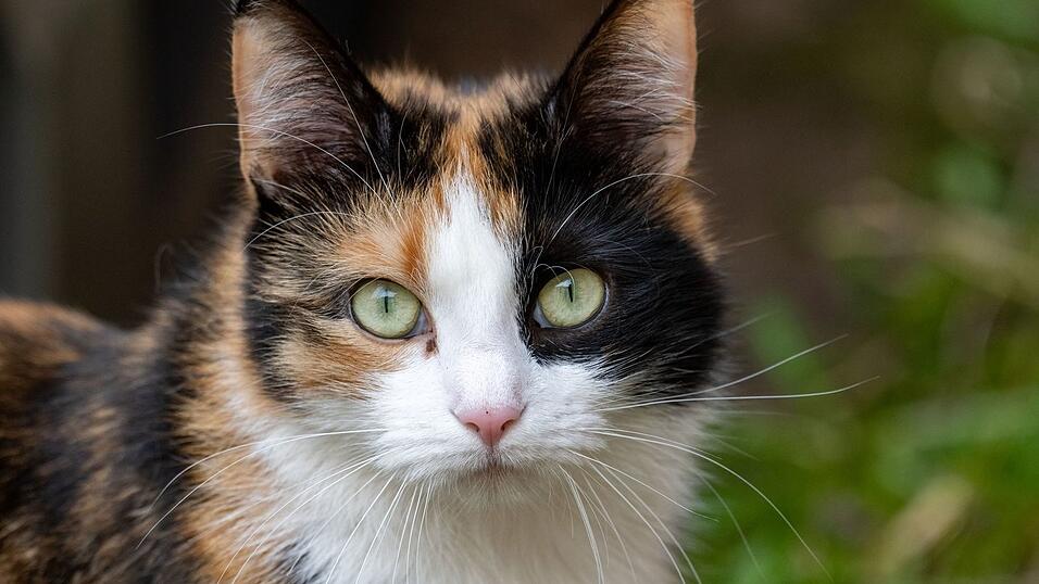 Einer Katze wurde ein Hakenkreuz ans Ohr gekritzelt. (Symbolbild) Einer Katze wurde ein Hakenkreuz ans Ohr gekritzelt. (Symbolbild)