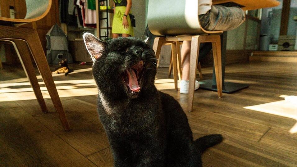 Auch an den sechs tierischen Bewohner des Regensburger Katzentempels geht Corona nicht spurlos vorbei. Die angeordnete Schließung der Gastronomie hat das Leben der Samtpfoten auf den Kopf gestellt. Wo sind bloß all die Spielkameraden hin? Auch an den sechs tierischen Bewohner des Regensburger Katzentempels geht Corona nicht spurlos vorbei. Die angeordnete Schließung der Gastronomie hat das Leben der Samtpfoten auf den Kopf gestellt. Wo sind bloß all die Spielkameraden hin?