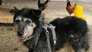 Nach gut einer Woche ist der Angsthund Pauli wieder bei seiner Besitzerin in Landshut. Nach gut einer Woche ist der Angsthund Pauli wieder bei seiner Besitzerin in Landshut.