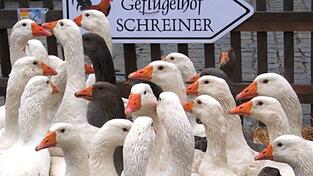 Auch auf dem Geflügelhof Schreiner in Nindorf/Buchhofen ist man alarmiert: In nur rund zehn Kilometer Entfernung wurde am Samstag eine mit Vogelgrippe infizierte Wildgans aufgefunden. Auch auf dem Geflügelhof Schreiner in Nindorf/Buchhofen ist man alarmiert: In nur rund zehn Kilometer Entfernung wurde am Samstag eine mit Vogelgrippe infizierte Wildgans aufgefunden.