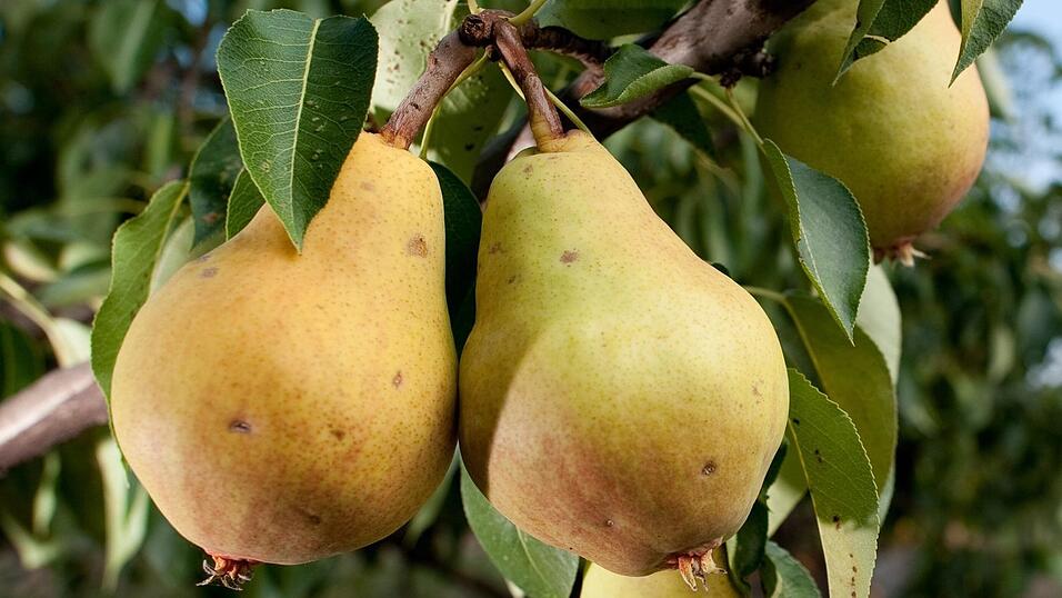 Birne, Magnolie oder doch lieber ein anderer Baum? Bei der Aktion „Der geschenkte Baum“ können Gartenbesitzer unter sechs verschiedenen Obstsorten und fünf Laubbaum-Arten wählen. Birne, Magnolie oder doch lieber ein anderer Baum? Bei der Aktion „Der geschenkte Baum“ können Gartenbesitzer unter sechs verschiedenen Obstsorten und fünf Laubbaum-Arten wählen.